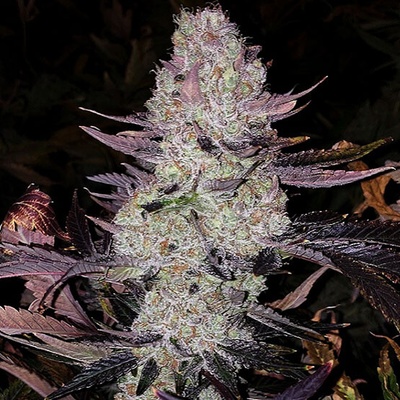 Ethos Genetics Grape Diamonds R2 semena neobsahují THC 5 ks