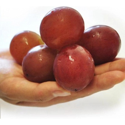 Vinič Japonská rubínová rímska rastlina hrozna - štepená prémiová luxusná rastlina hrozna