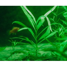 Hygrophila polysperma