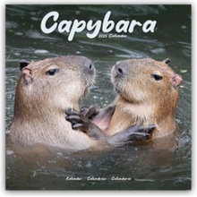 Capybara Wasserschwein 16-Monats 2025