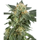 White Label Snow Ryder Automatic semena neobsahuji THC 10 ks