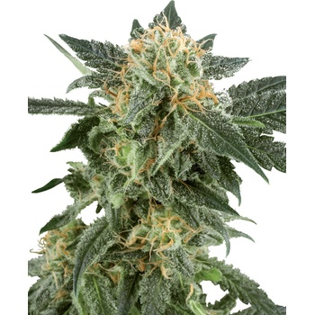 White Label Snow Ryder Automatic semena neobsahuji THC 10 ks