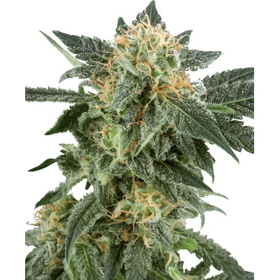 White Label Snow Ryder Automatic semena neobsahuji THC 10 ks