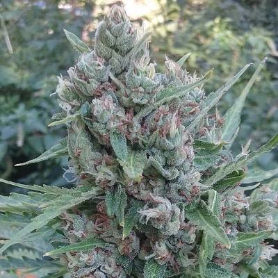 Ace Seeds Auto Zamaldelica semienka neobsahujú THC 1 ks