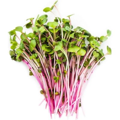 Ředkvička China rose – semínka na klíčení 20g