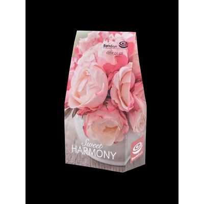Born & Syn Sweet Harmony 94,5 g