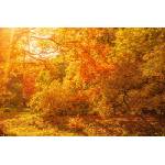 DIMEX ART Флизелинов фототапет есенни кленови дървета 375 x 250 см