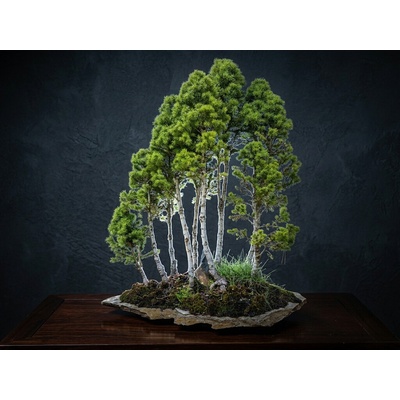 Picea glauca conica lesík (smrk sivý)