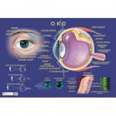 Образователно табло "Око