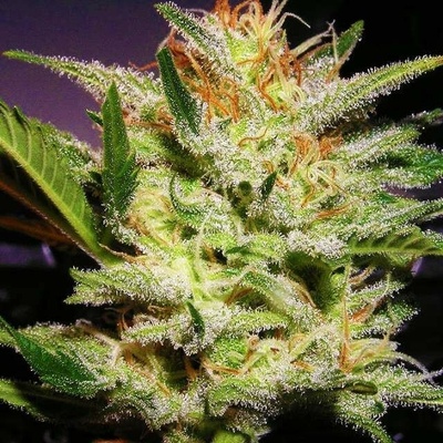 Nirvana Amnesia Haze regular semienka neobsahujú THC 10 ks