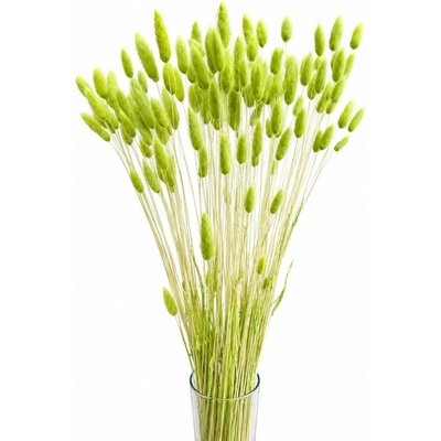 Sušený lagurus (králičí ocásek) limetkový 45g