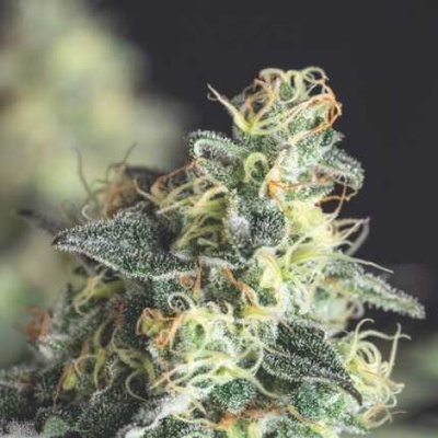 Pyramid Seeds Lemon Larry OG semienka neobsahujú THC 3 ks