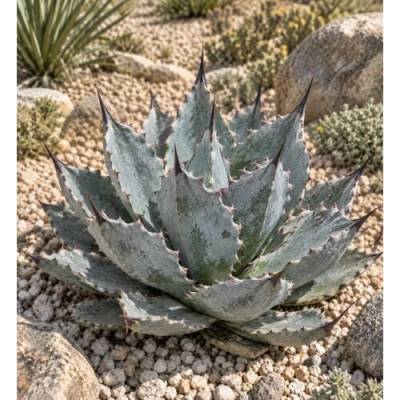 Agáve (Agave parrasana) ´GLOBE´ - výška 5 cm, ⌀10 cm, kont. P11 (-15°C)