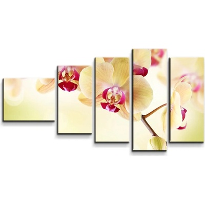 Sablio Obraz - 5-dílný Orchidea 2 - 100x60 cm
