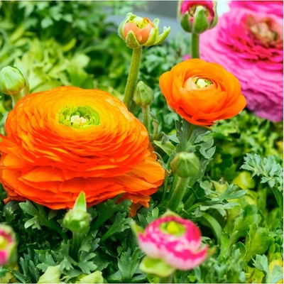 Pryskyřník plnokvětý oranžový - Ranunculus asiaticus - hlízy pryskyřníků - 3 ks