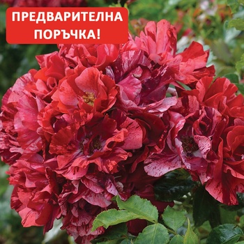 Delbard® Роза La Reine de la Nuit® - (Delbard)