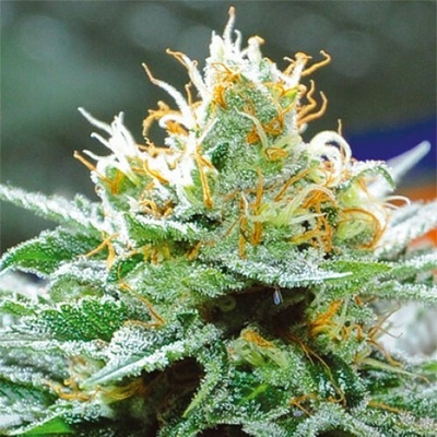 Vision Seeds Amnesia x Buddha Kush semienka neobsahujú THC 10 ks