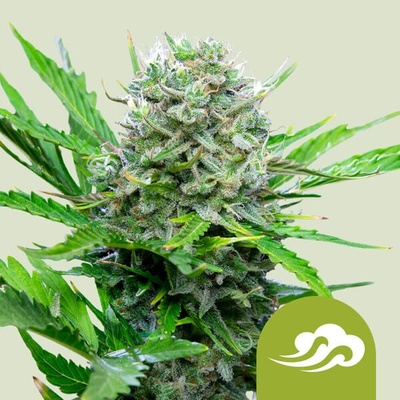 Royal Queen Seeds Royal Bluematic semenane obsahují THC 10 + 10 ks Royal AK Auto