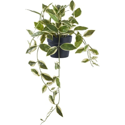 House Nordic Изкуствено растение (височина 33 cm) Hoya Carnosa - House Nordic (9501006)