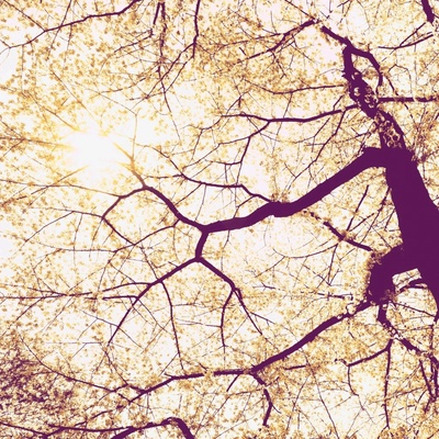 Komar Vliesová fototapeta Sunshine rozměry 200 x 250 cm