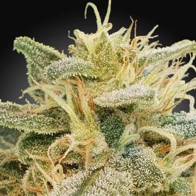 Paradise Seeds CBDrelief semienka neobsahujú THC 3 ks