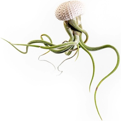 Gardners Medusa Rose s Tillandsií caput medusae Tillandsie, kykatka