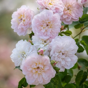 David Austin® Роза Elizabeth® - David Austin®