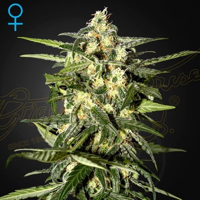 Green House Seeds Jack Herer AUTO semena neobsahují THC 3 ks