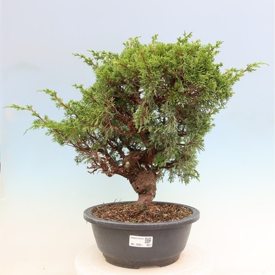 e-bonsai Venkovní bonsai - Juniperus chinensis Itoigawa-Jalovec čínský