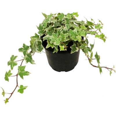 Brečtan bielo panašovaný FloraSelf Hedera helix 'Kolibri' Ø kvetináče 13 cm