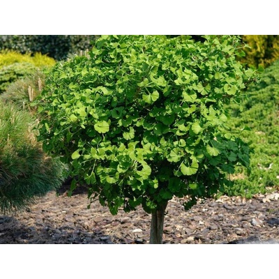 Ginko dvojlaločné Mariken na 110-130 cm kmienku, výška 130-150 cm, kvetináč 5 l