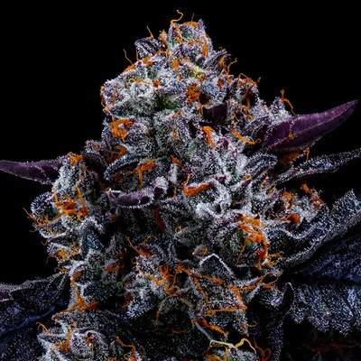 Anesia SeedsFree Blueberry Nation Semienka neobsahujú THC 3 ks