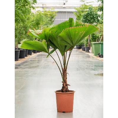 Licuala grandis stem 27x110 cm