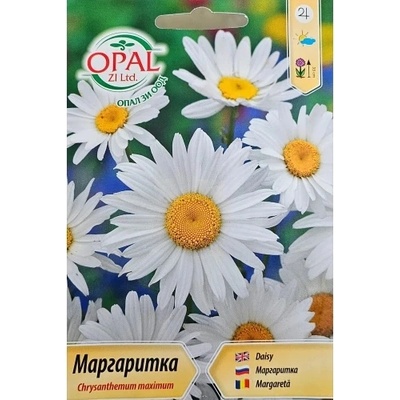 Opal Zi Маргаритка Chrysanthemum maximum