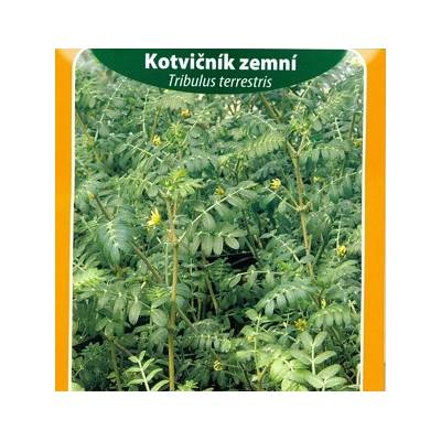 Kotvicnik Zemni Semena Prodej
