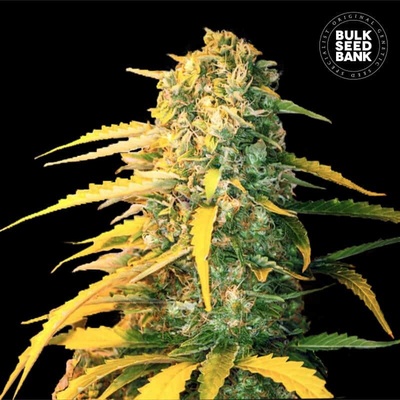 Bulk Seed Bank Auto White Widow semienka neobsahujú THC 100 ks