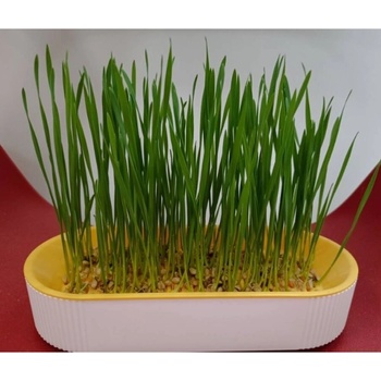 Image 1 of Tiger`s Heart Трева за котки - 5 пакетчета семена и съдче за безпочвено отглеждане