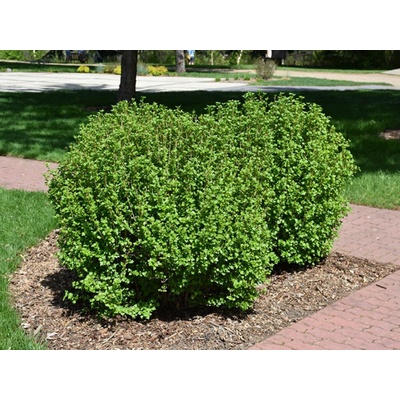 Ríbezľa alpínska Schmidt 40-60cm - Ribes alpinum kont. 2 l