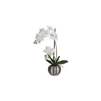 Orchidej Phalenopsis x2 60 cm bílá - Gasper