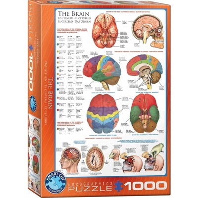 EuroGraphics Mozek 1000 dílků