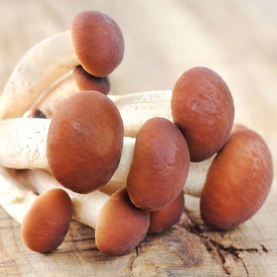 Polnička topolová Agrocybe aegerita sadba 1 ks