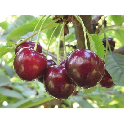 Třešeň BIO polokmen samosprašná FloraSelf Bio Prunus avium 'Sunburst' celková výška 120-150 cm květináč 7,5 l