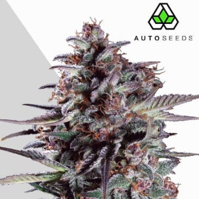 Auto Seeds Purple Lemonade Auto semienka neobsahujú THC 3 ks