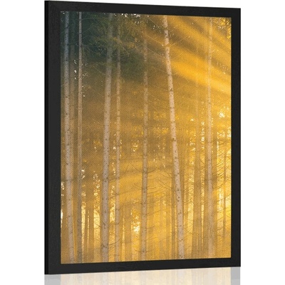 Plakát slunce za stromy - 40x60 no frame