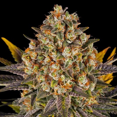 Barney's Farm Banana Punch semena neobsahují THC 3 ks