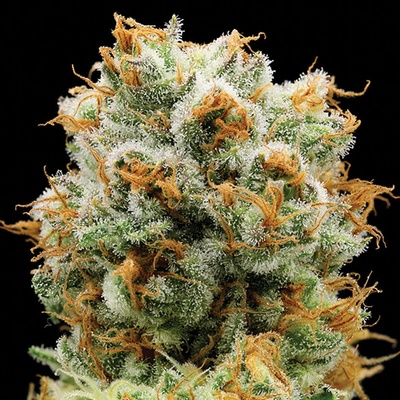 Anesia Seeds Bola Mintz semienka neobsahujú THC 3 ks