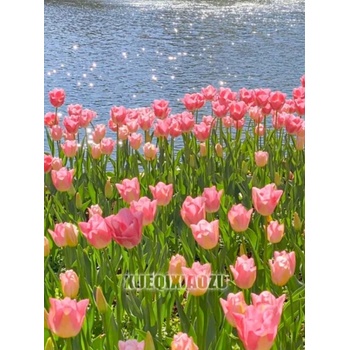 Image 1 of Лалета 25/35см