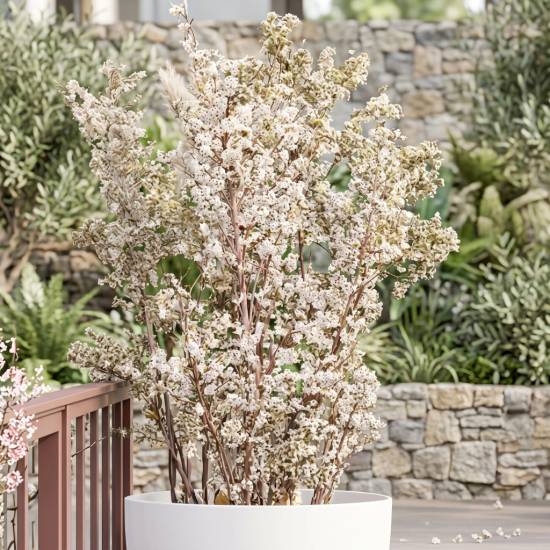 Poni Veni® Callicarpa 'Magical Snow Queen' - krásnoplod od 9,99 ...