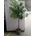 Ficus lyrata Multi stem 40x185 cm