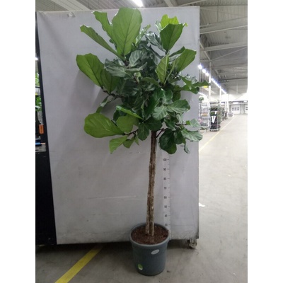 Ficus lyrata Multi stem 40x185 cm